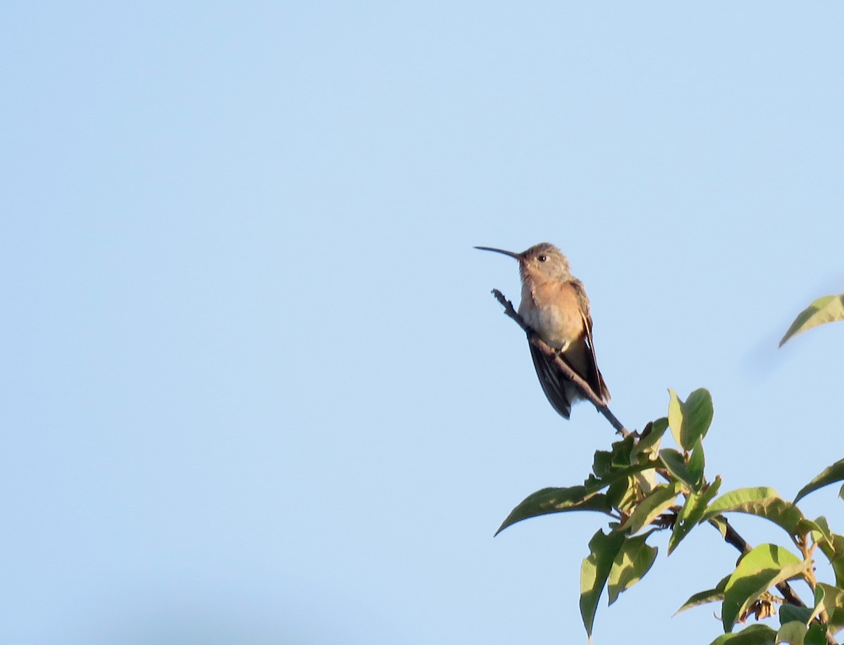 kolibřík rusoprsý - ML149926601