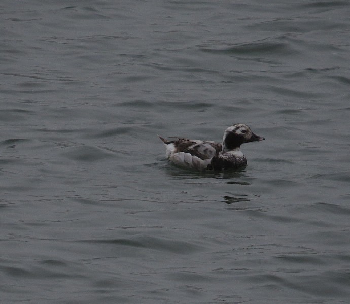 Long-tailed Duck - ML149926711