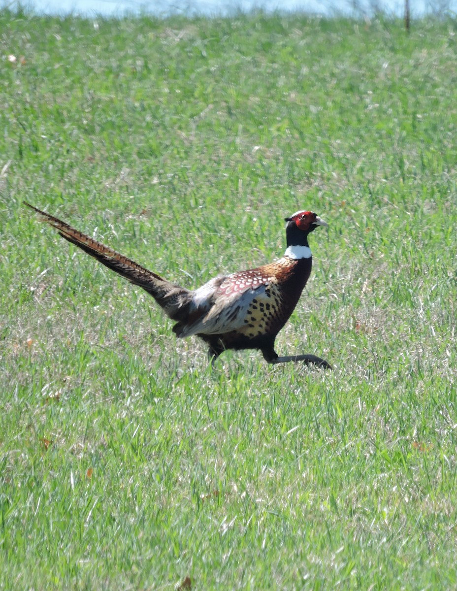 Ring-necked Pheasant - ML149927241