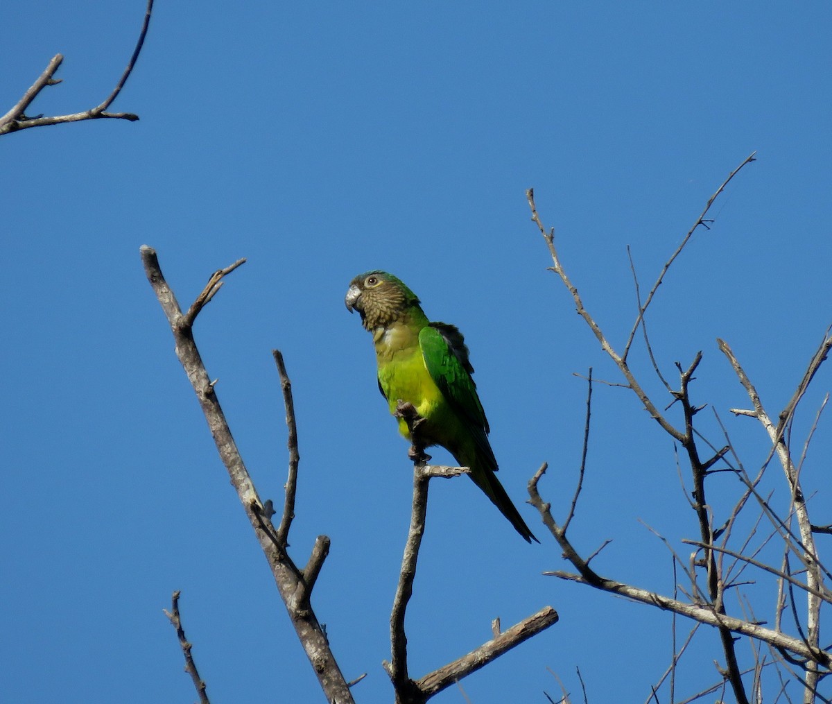 Brown-throated Parakeet - ML149927691