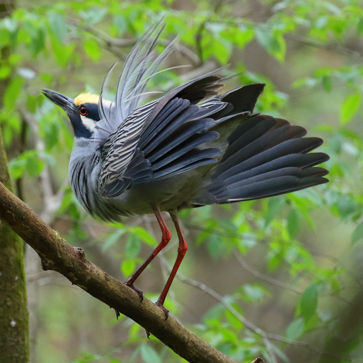 Yellow-crowned Night Heron - Dan Vickers