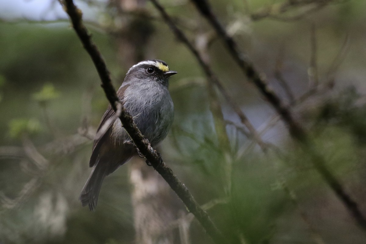 Crowned Chat-Tyrant - ML149933161