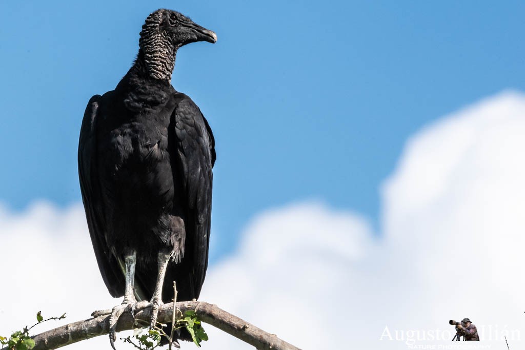 Black Vulture - ML149936771