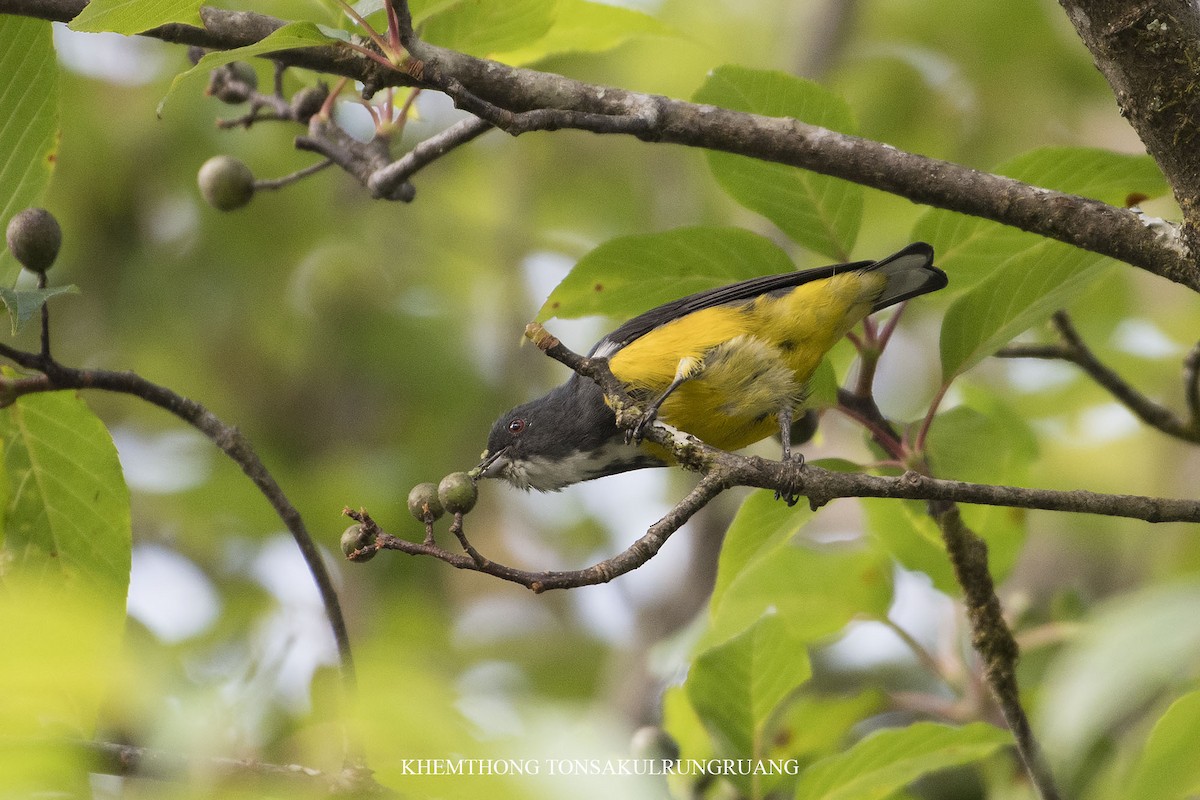 Yellow-bellied Flowerpecker - Khemthong Tonsakulrungruang
