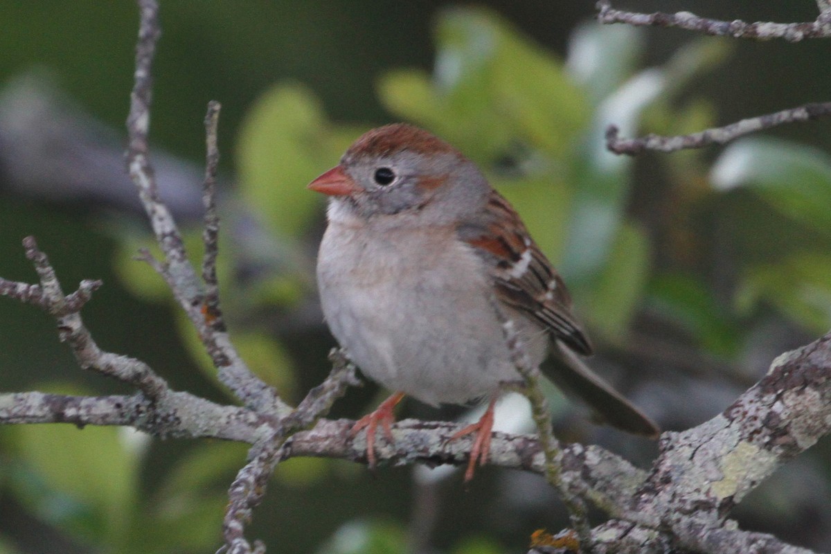 Field Sparrow - Terry Hibbitts