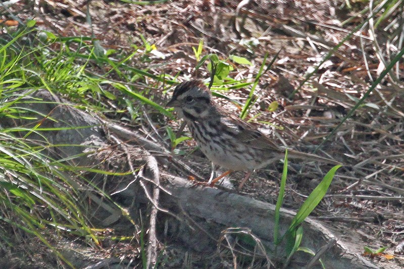 Song Sparrow - Terry Hibbitts