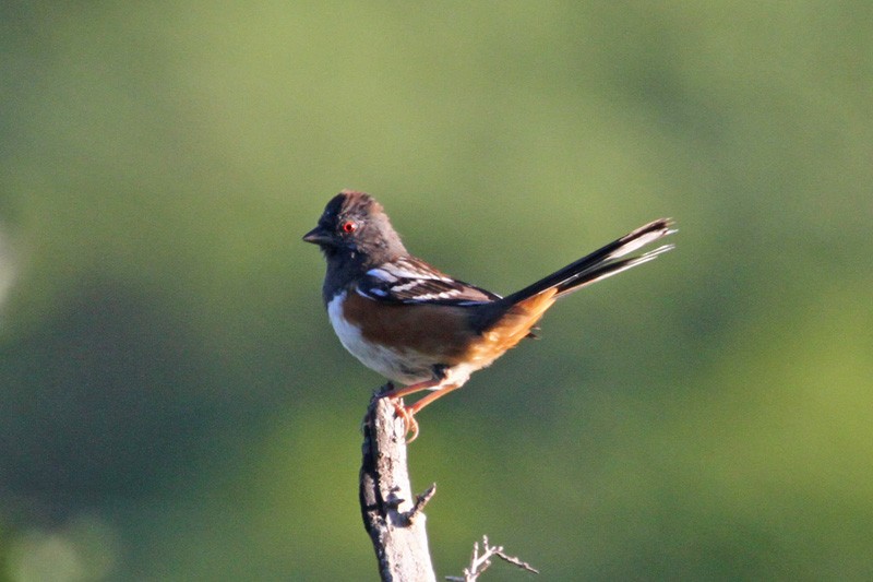 Spotted Towhee - ML149939021