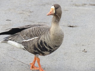 Greater White-fronted Goose, ML149940521