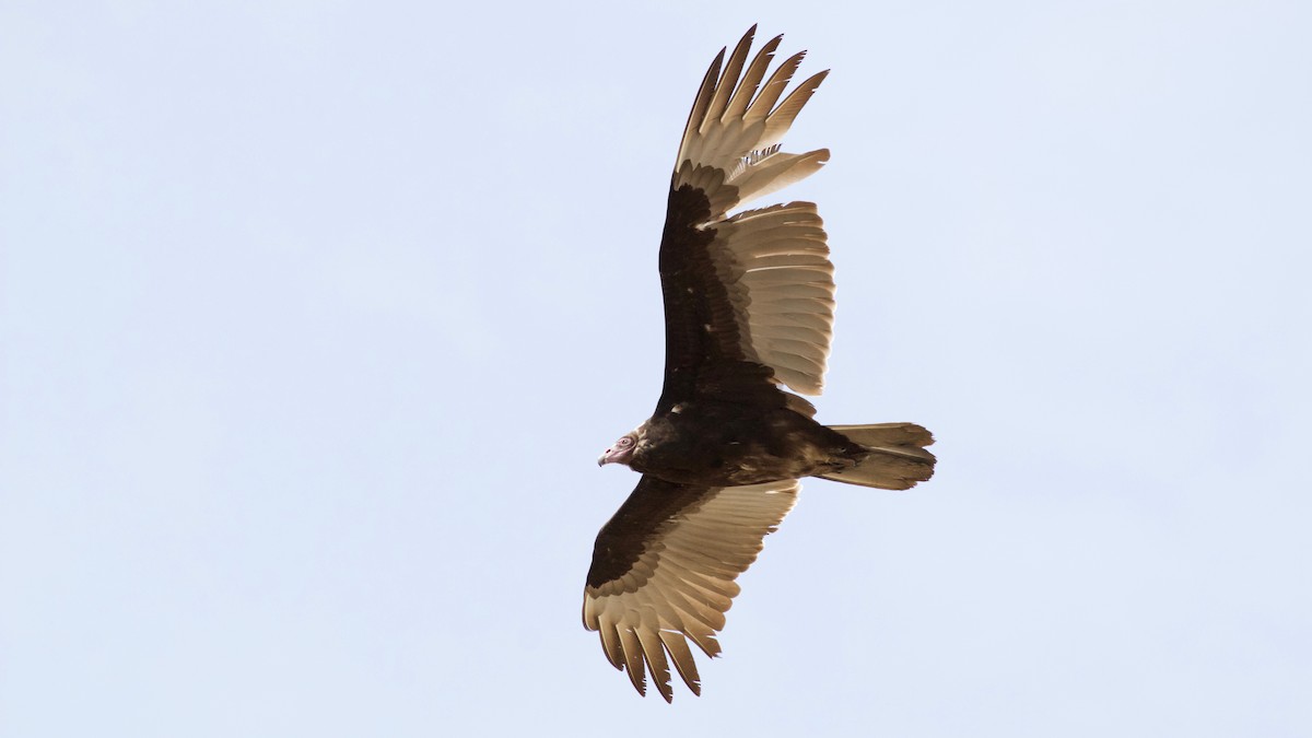 Turkey Vulture - Brian Rusnica