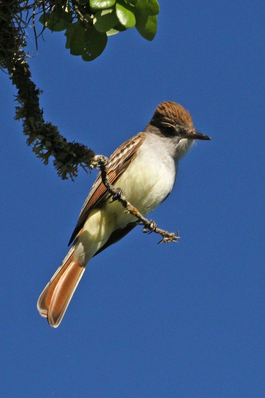 Ash-throated Flycatcher - Terry Hibbitts