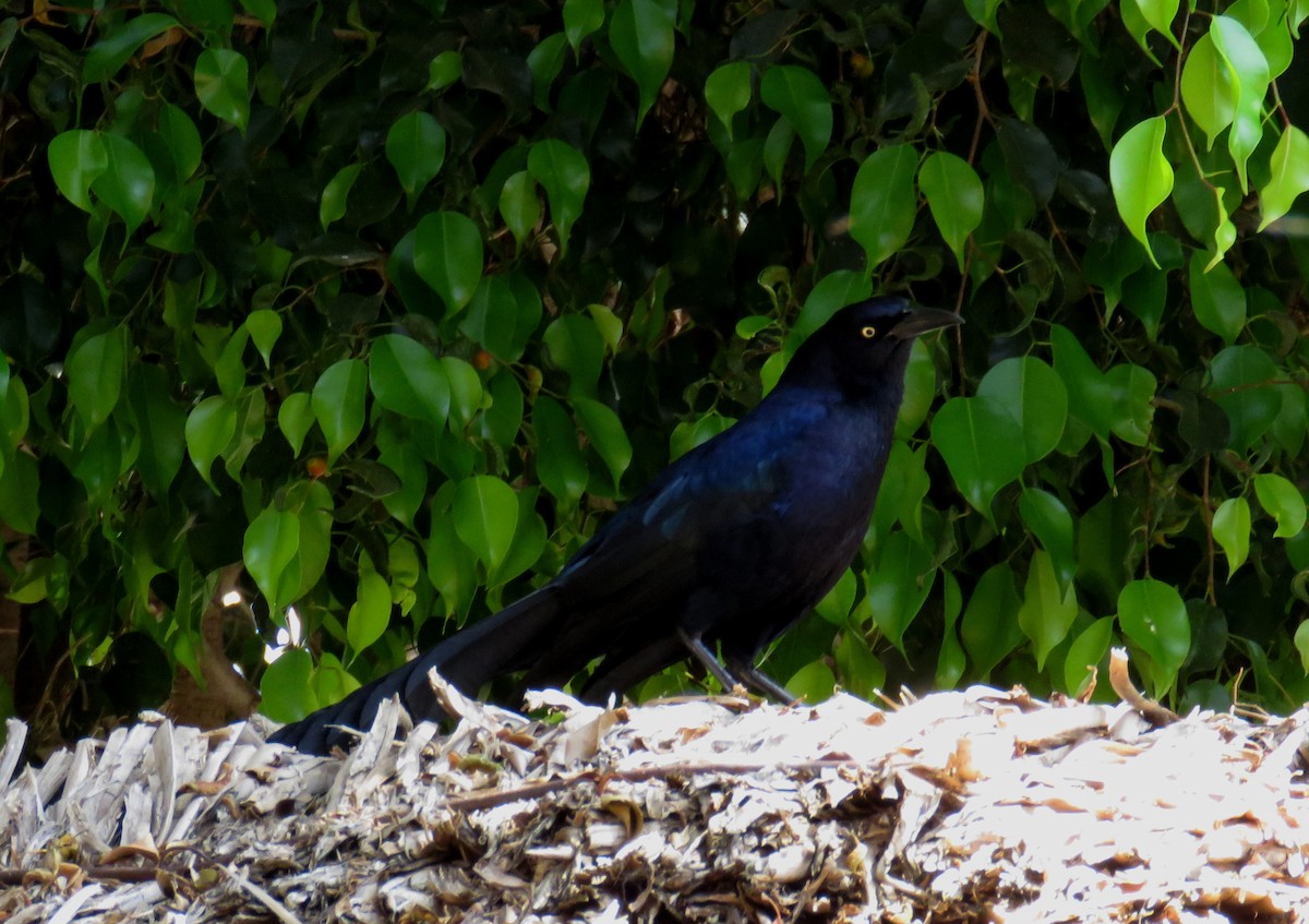Great-tailed Grackle - Duncan Poole