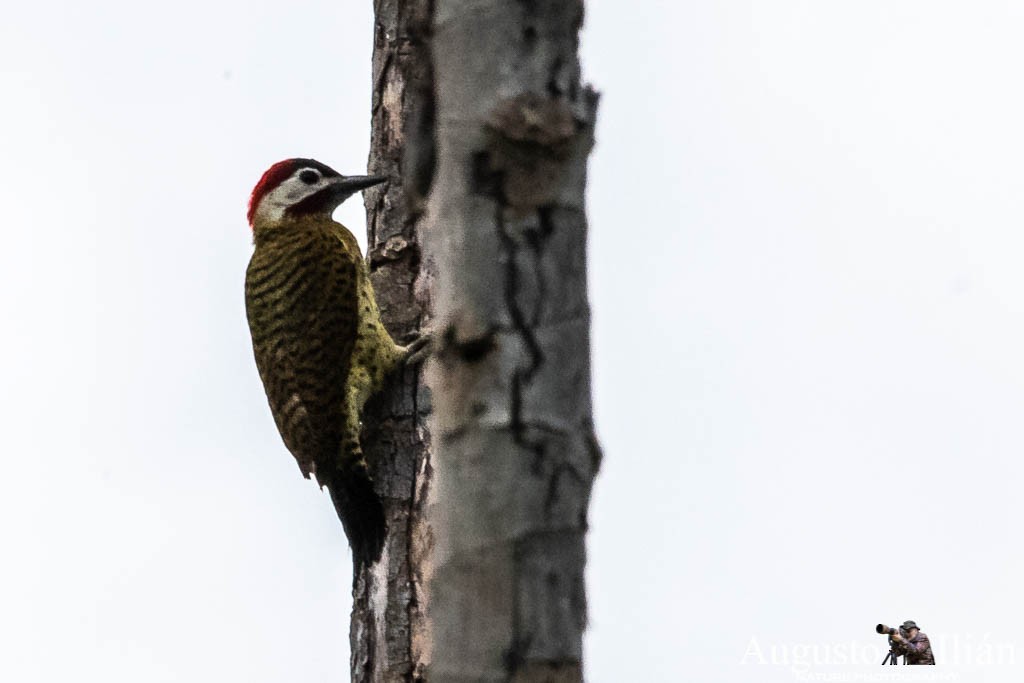 Spot-breasted Woodpecker - ML149948141