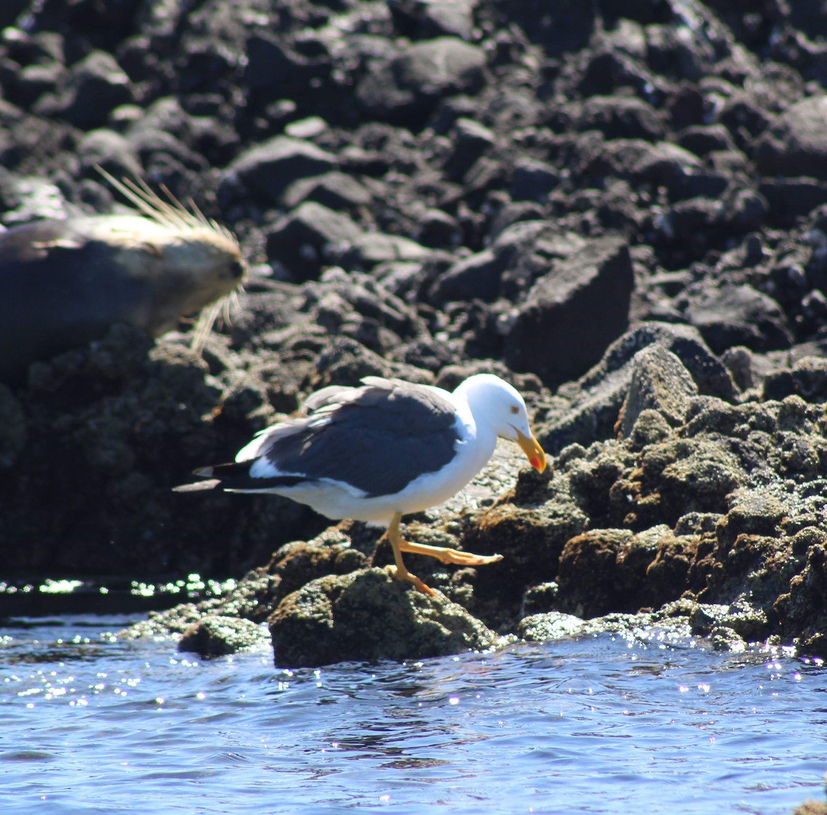 Yellow-footed Gull - ML149948791