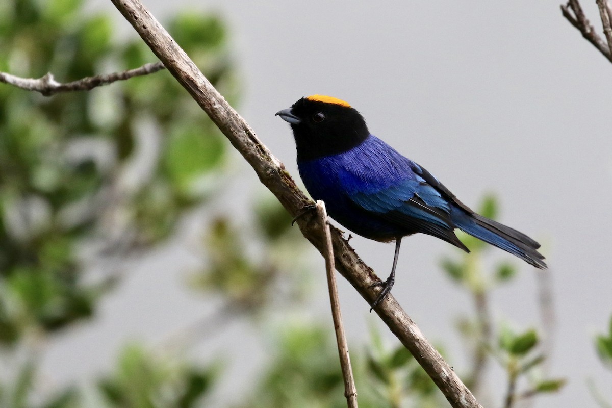 Golden-crowned Tanager - ML149950951