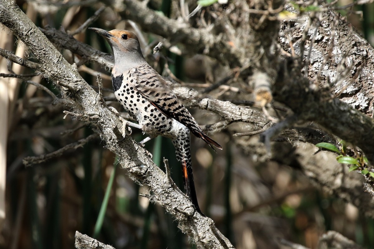 Northern Flicker (Red-shafted) - Alan Wells