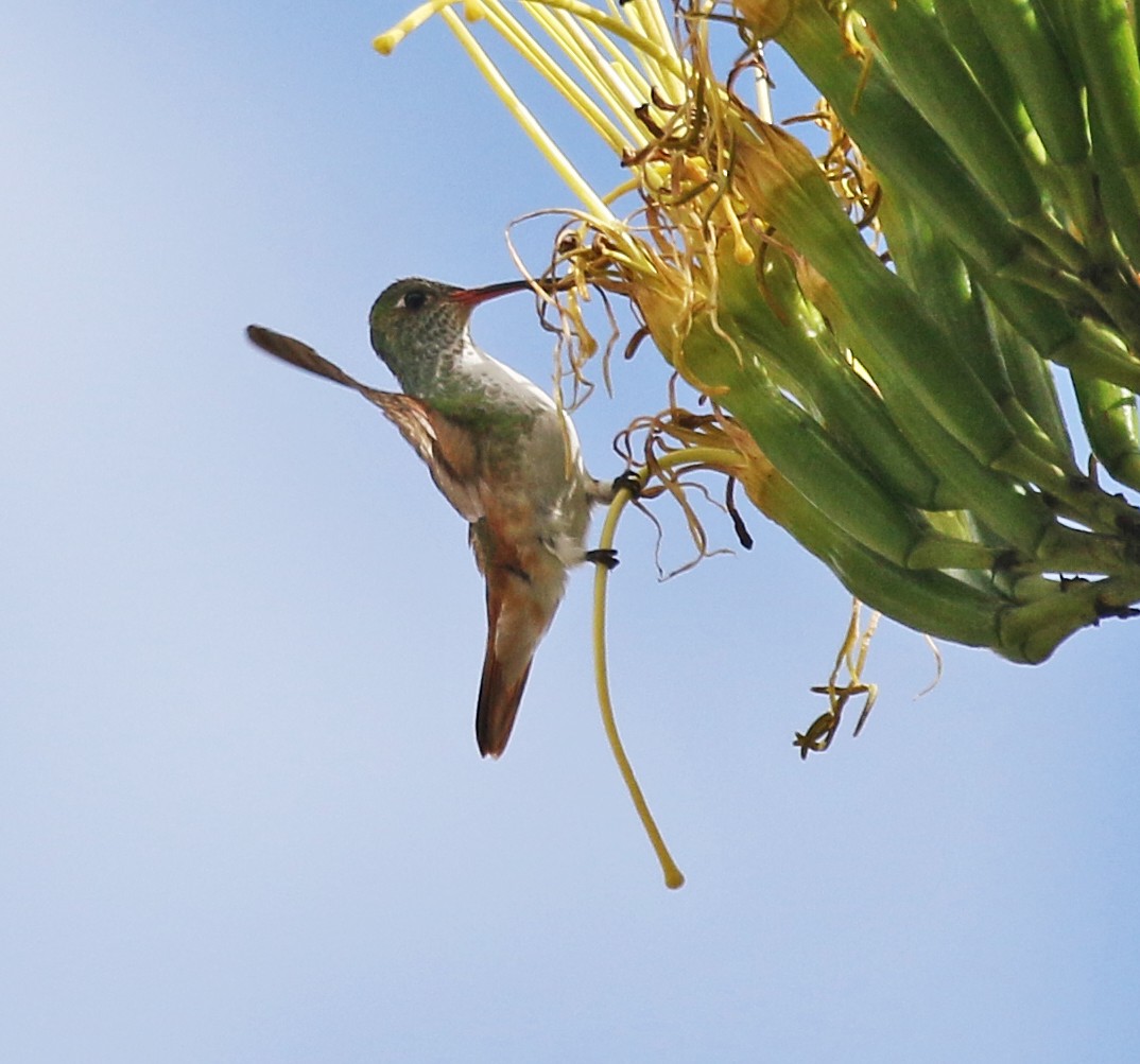 Amazilia Hummingbird (White-throated) - Charlotte Byers