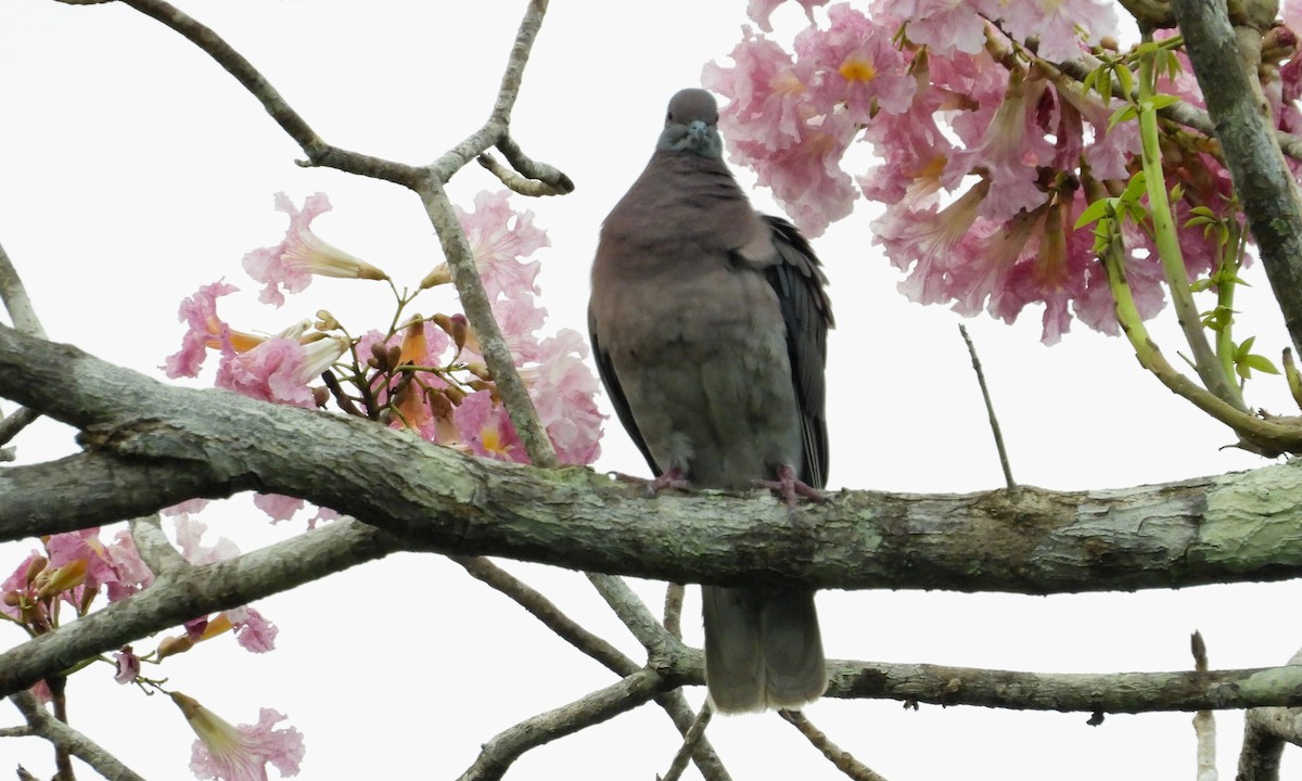 Pale-vented Pigeon - grete pasch