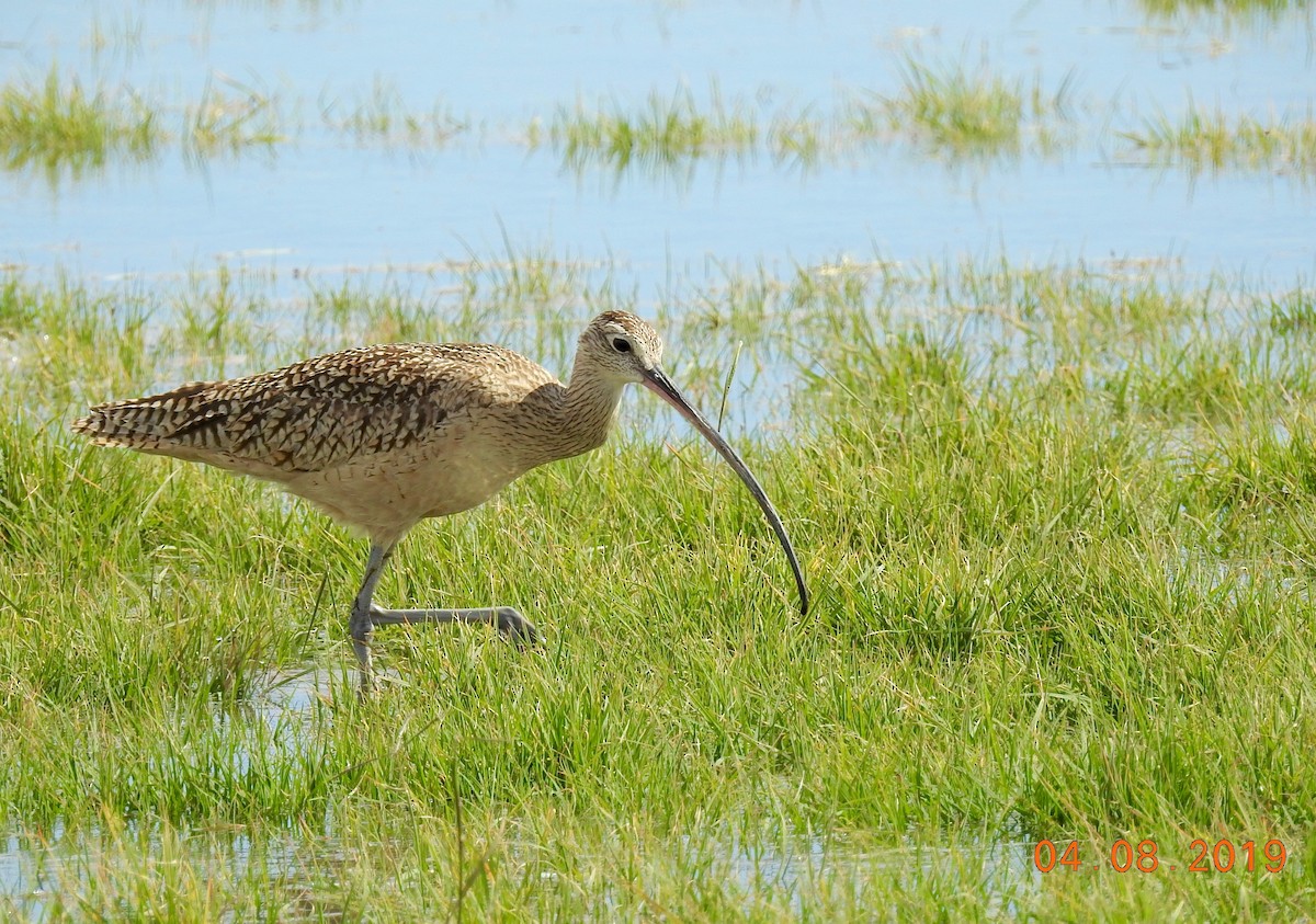 Long-billed Curlew - ML149952851