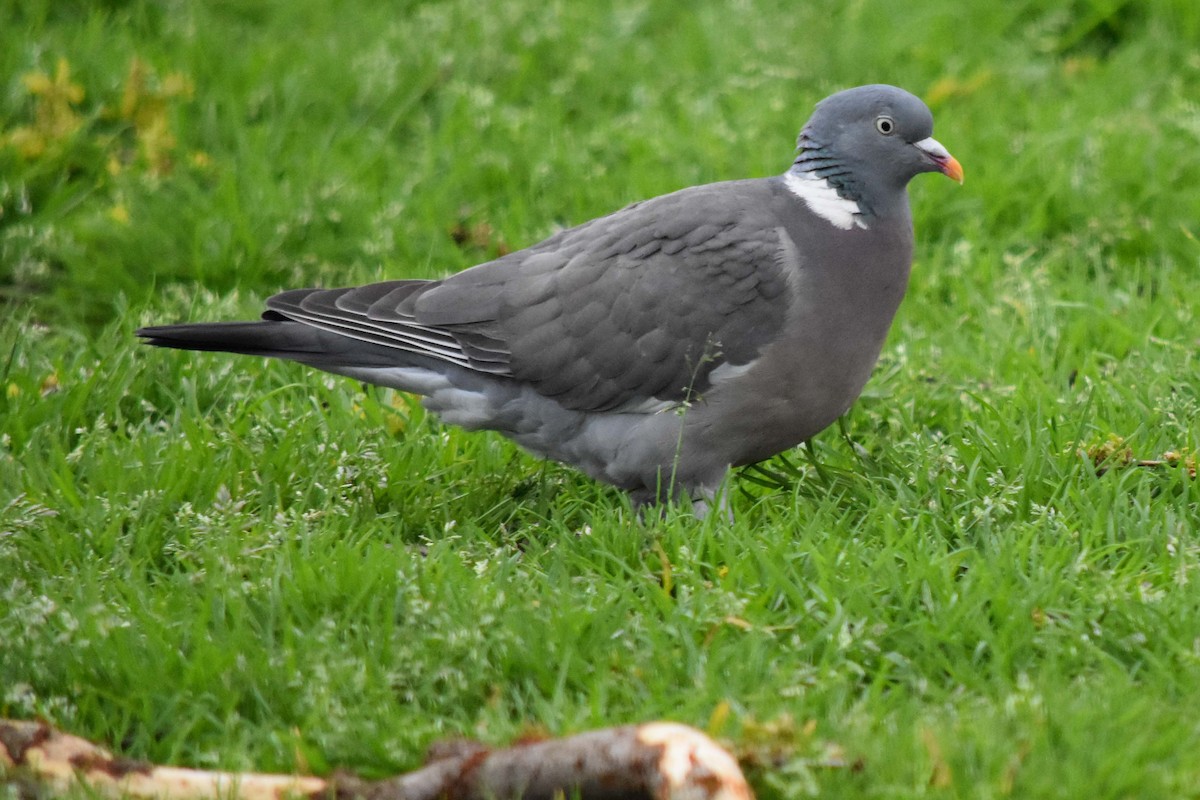 Common Wood-Pigeon - ML149953271