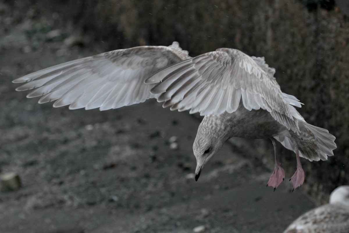 Iceland Gull (Thayer's) - Alvaro Jaramillo
