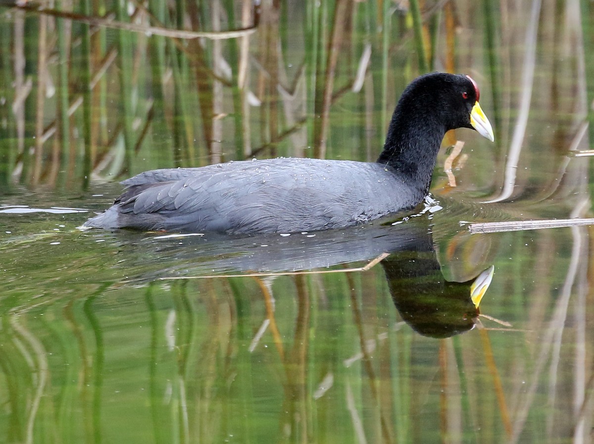 Slate-colored Coot - Charlotte Byers