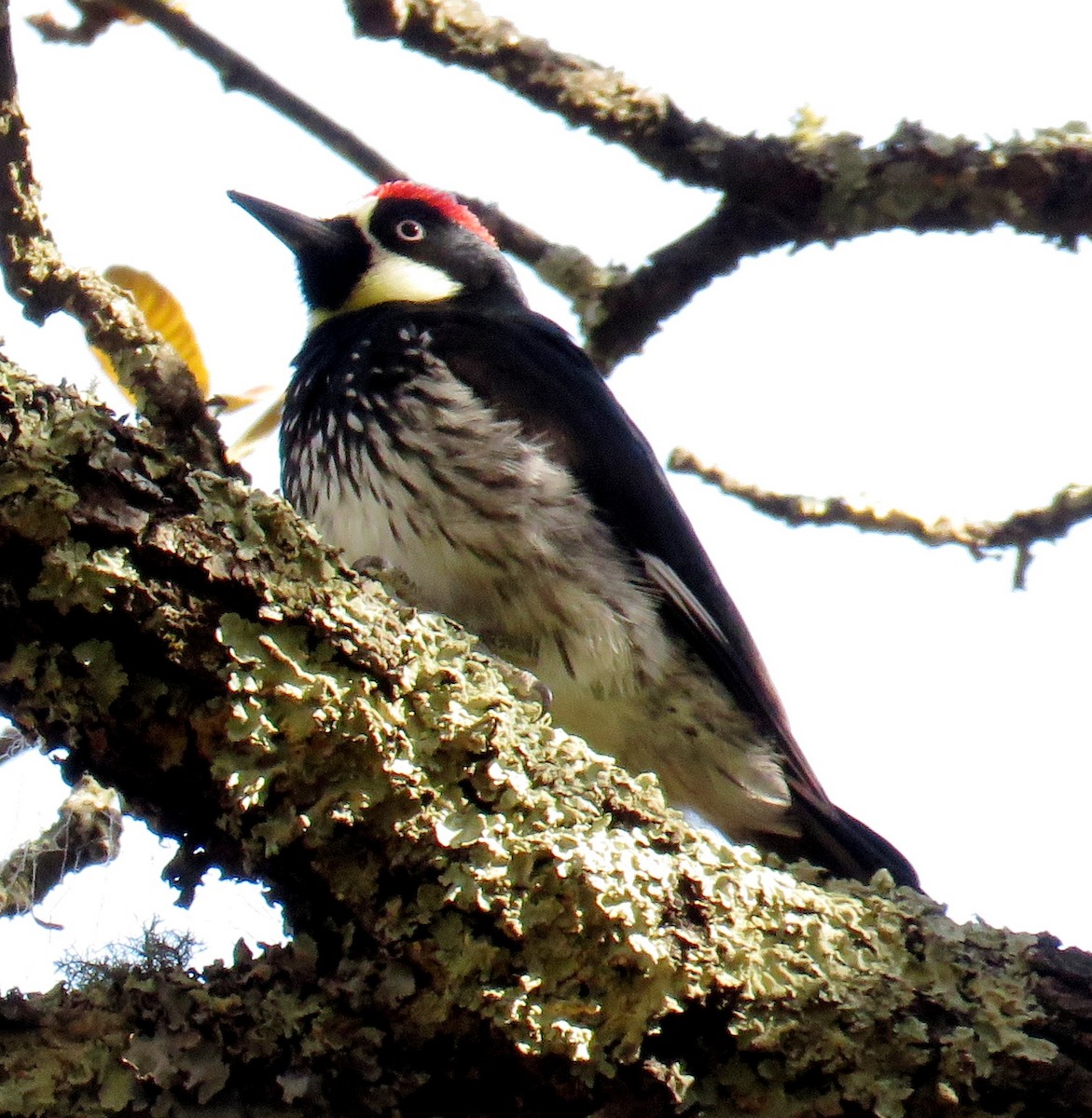 Acorn Woodpecker - ML149956091