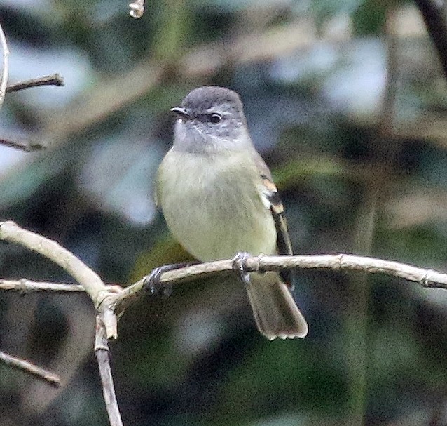 Tawny-rumped Tyrannulet - Charlotte Byers