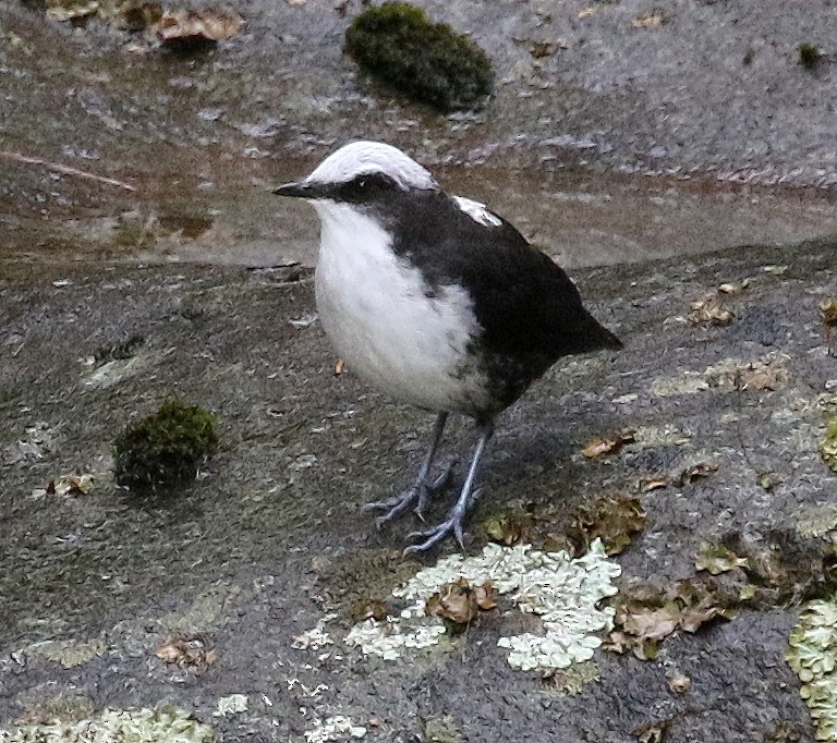 White-capped Dipper - Charlotte Byers
