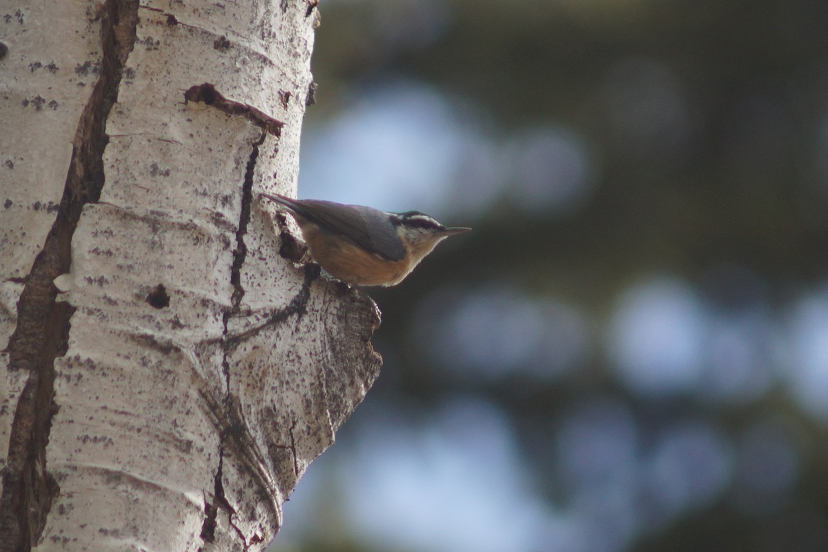 Red-breasted Nuthatch - Claire H