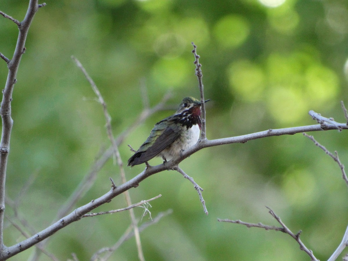 Calliope Hummingbird - Janine McCabe