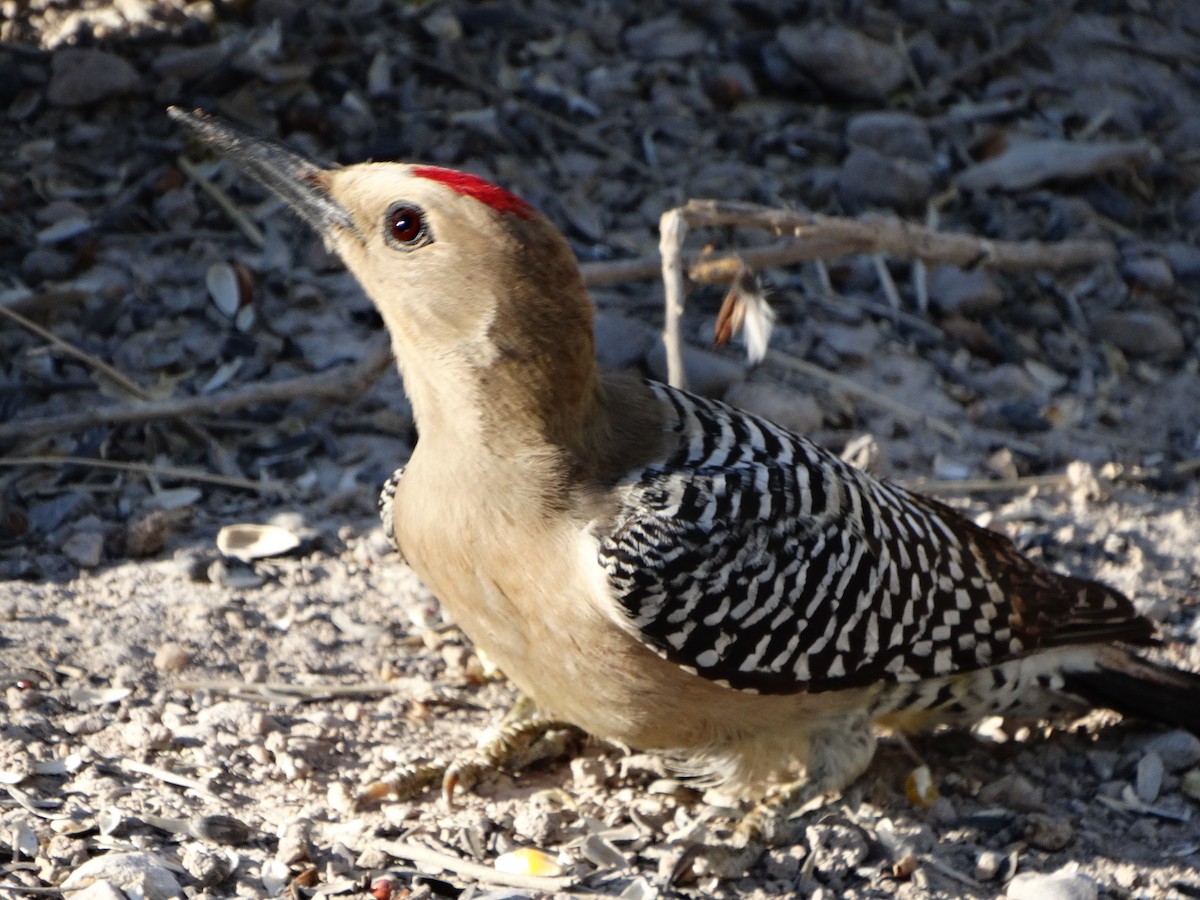 Gila Woodpecker - ML149959571