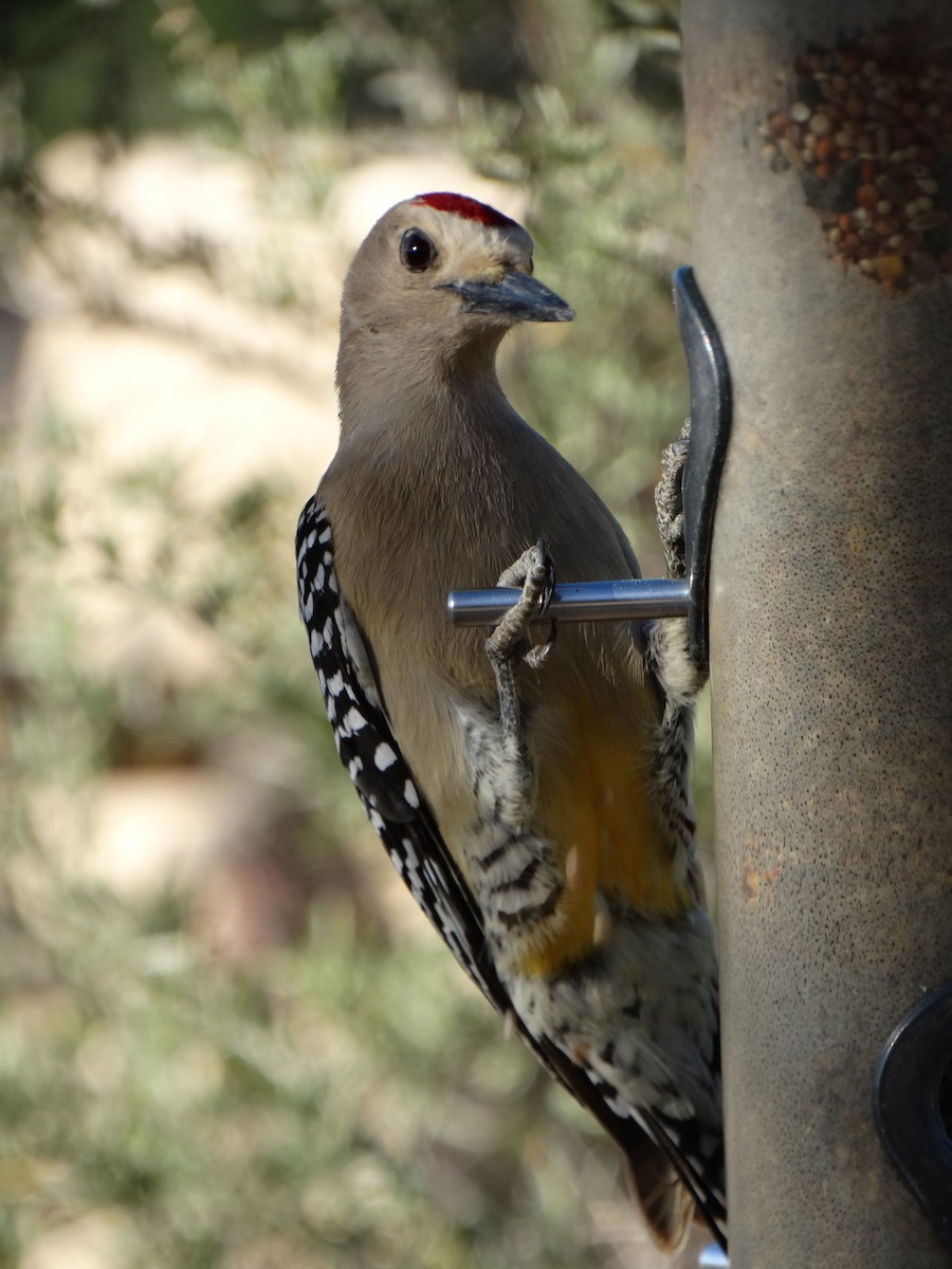 Gila Woodpecker - ML149959621