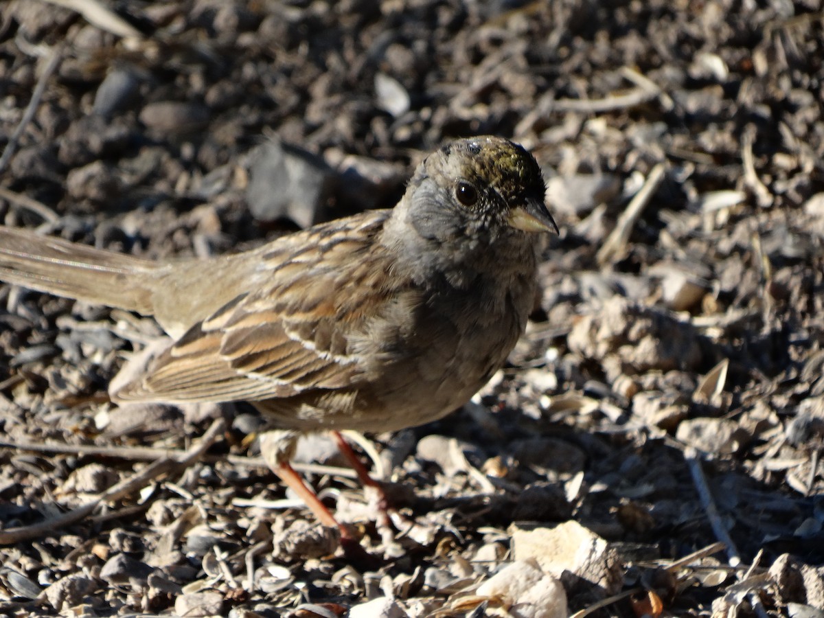 Golden-crowned Sparrow - ML149959941