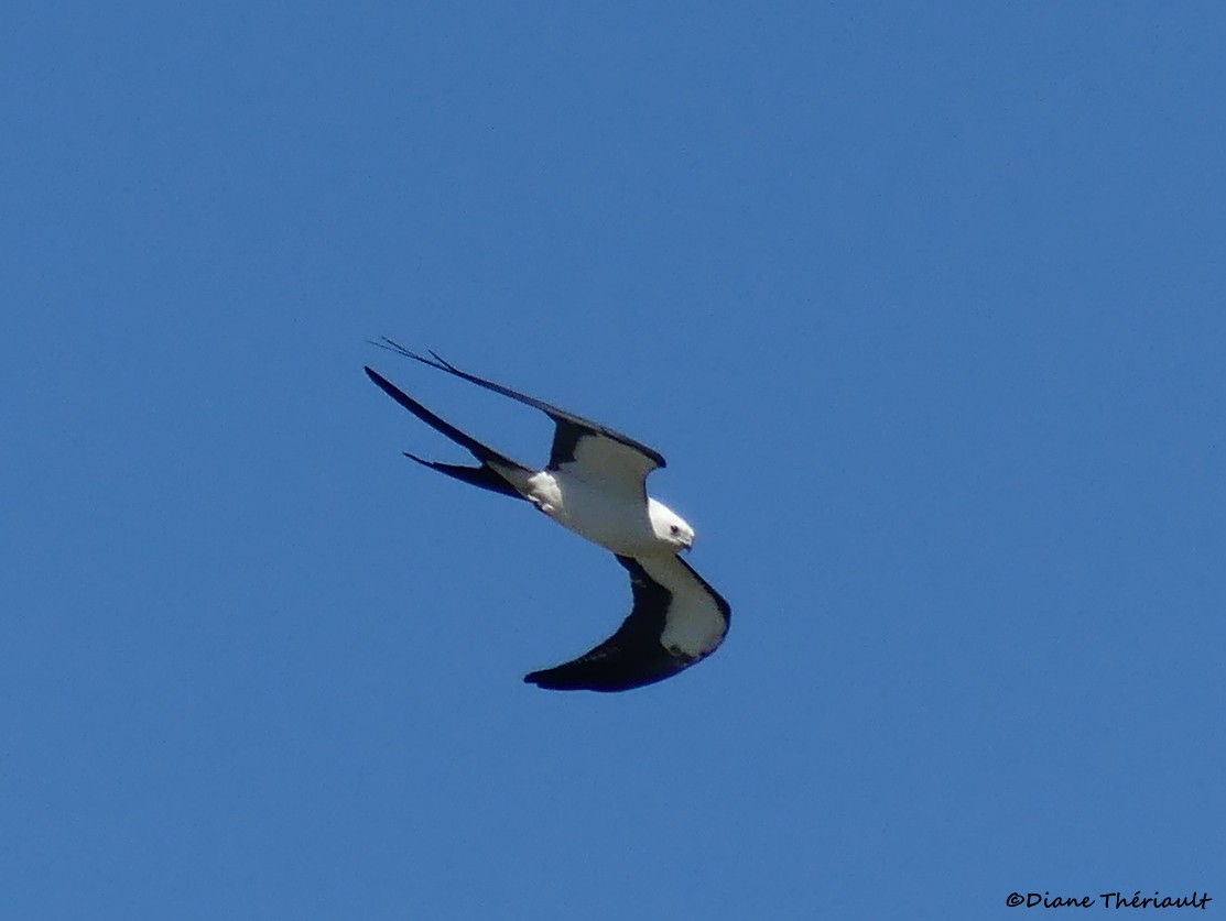 Swallow-tailed Kite - Diane Thériault