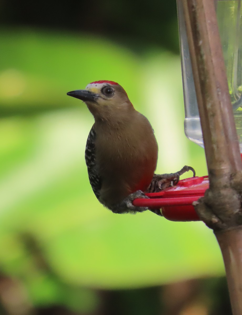 Red-crowned Woodpecker - ML149960231