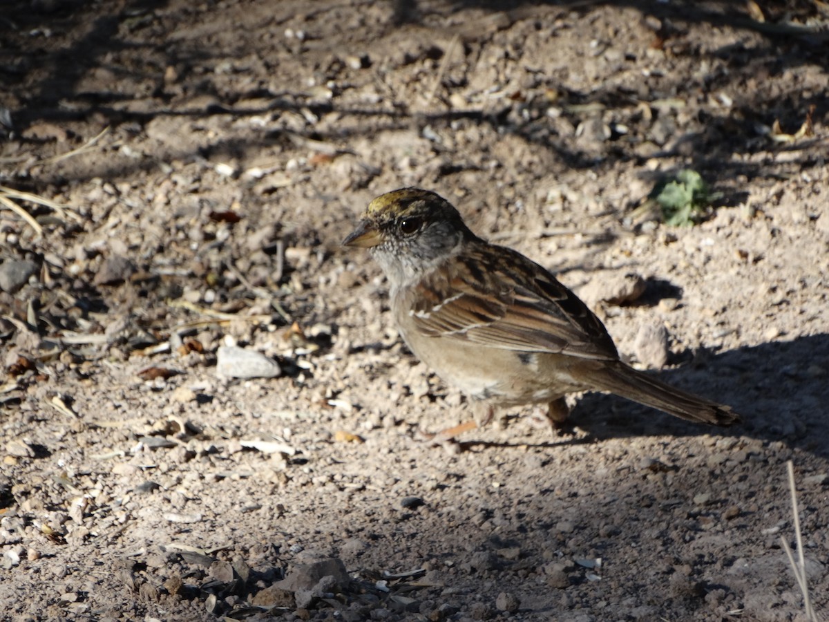 Golden-crowned Sparrow - ML149960261
