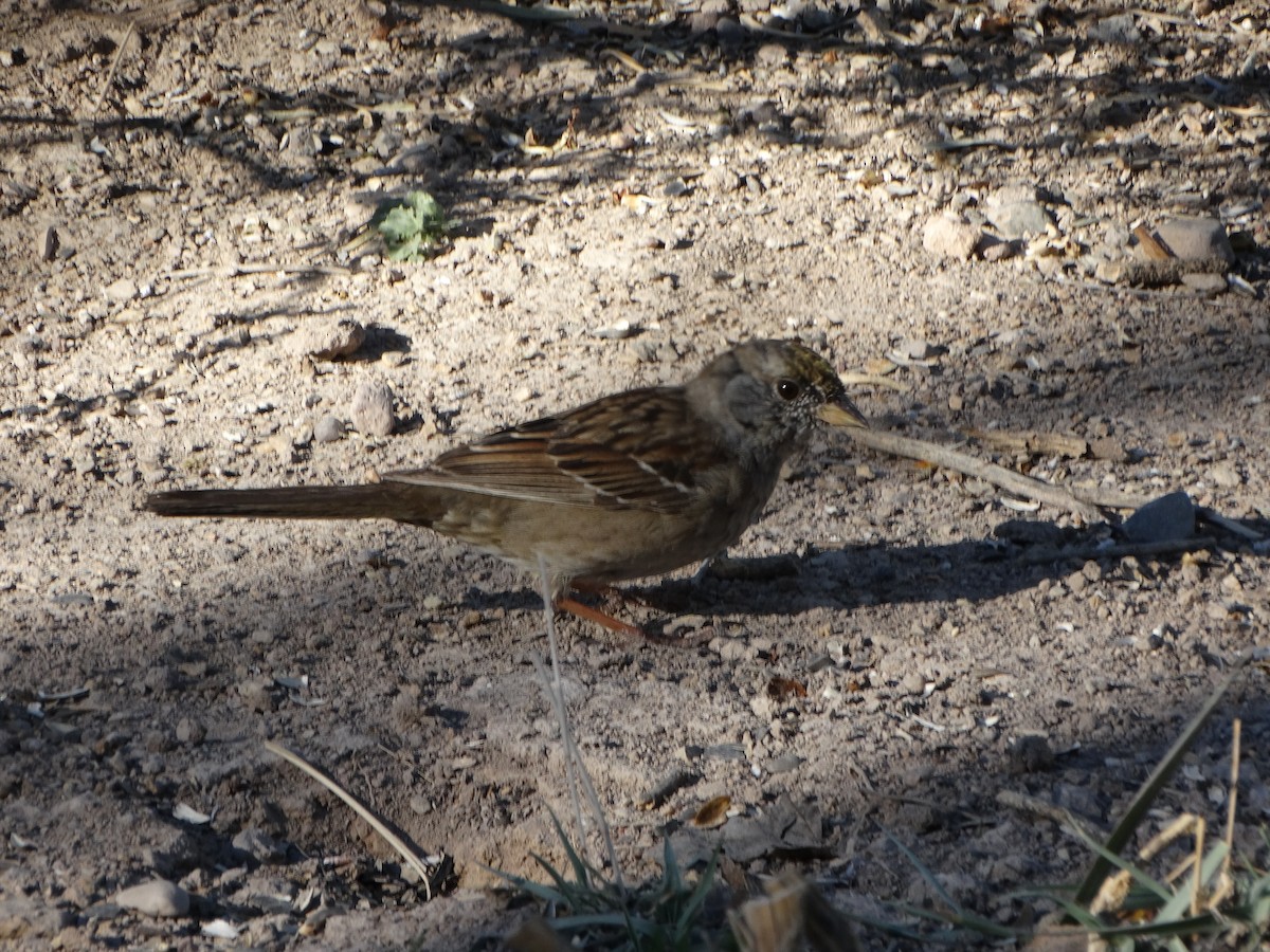 Golden-crowned Sparrow - ML149960271