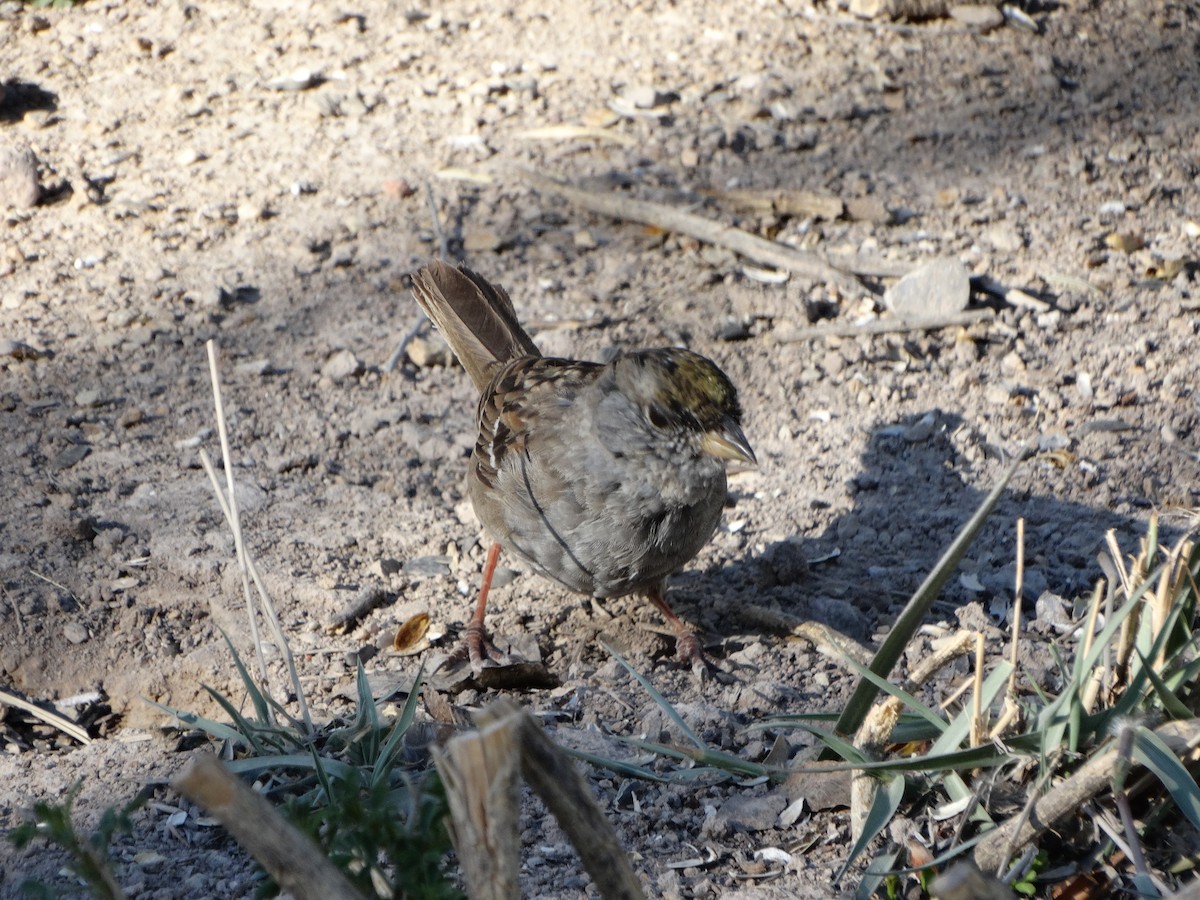 Golden-crowned Sparrow - ML149960291