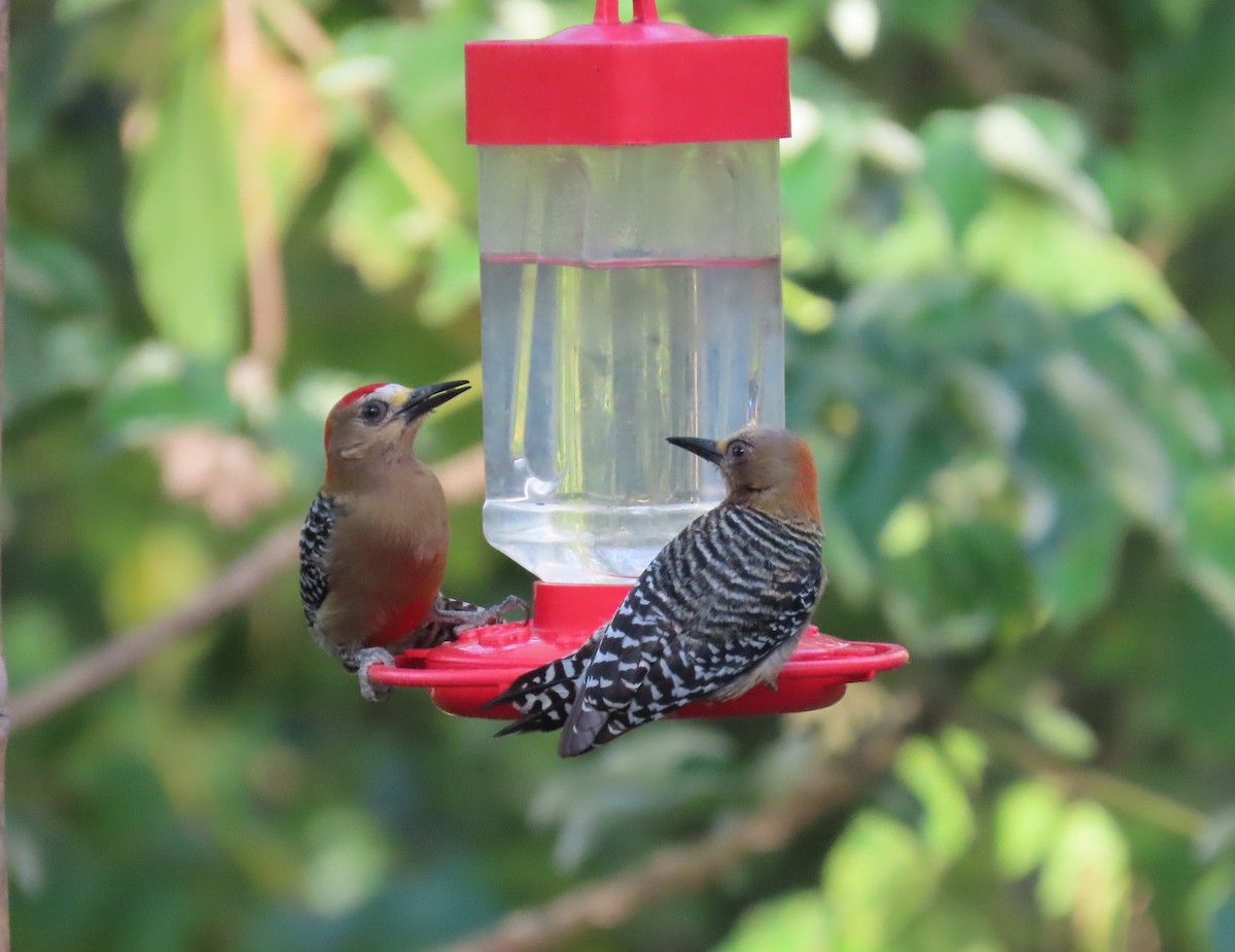 Red-crowned Woodpecker - Nancy Miller