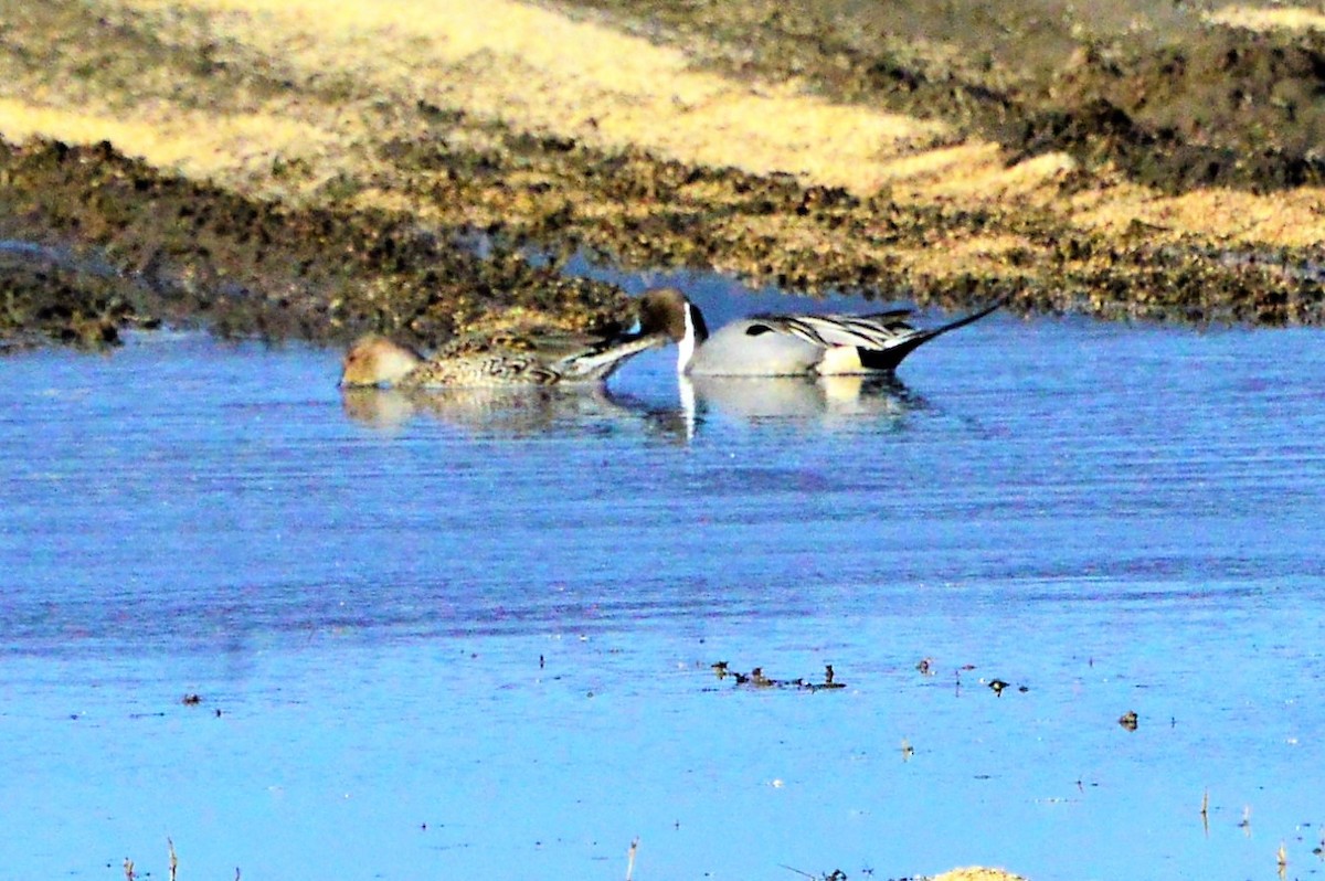 Alaska eBird Checklist 8 Apr 2019 Creamer's Field State Migratory Waterfowl Refuge 5 species