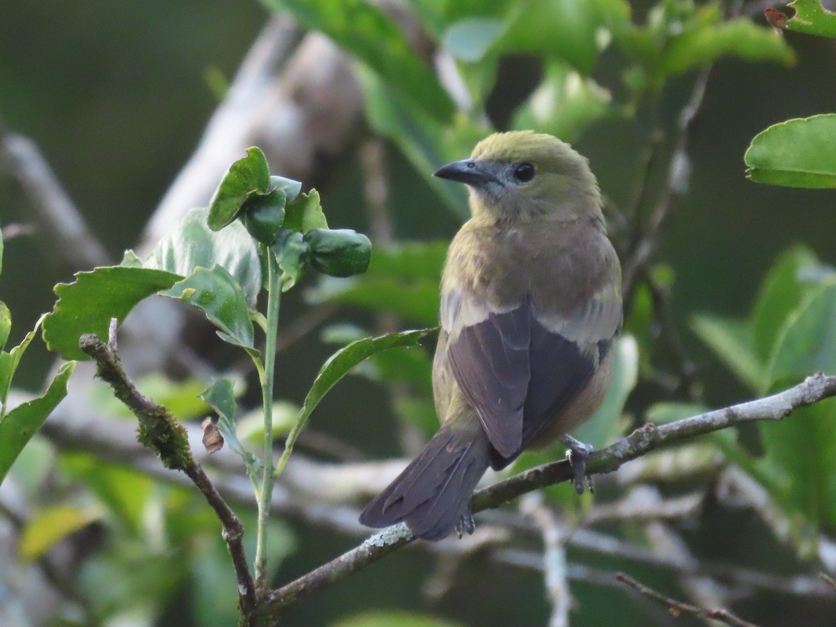 Palm Tanager - ML149961061