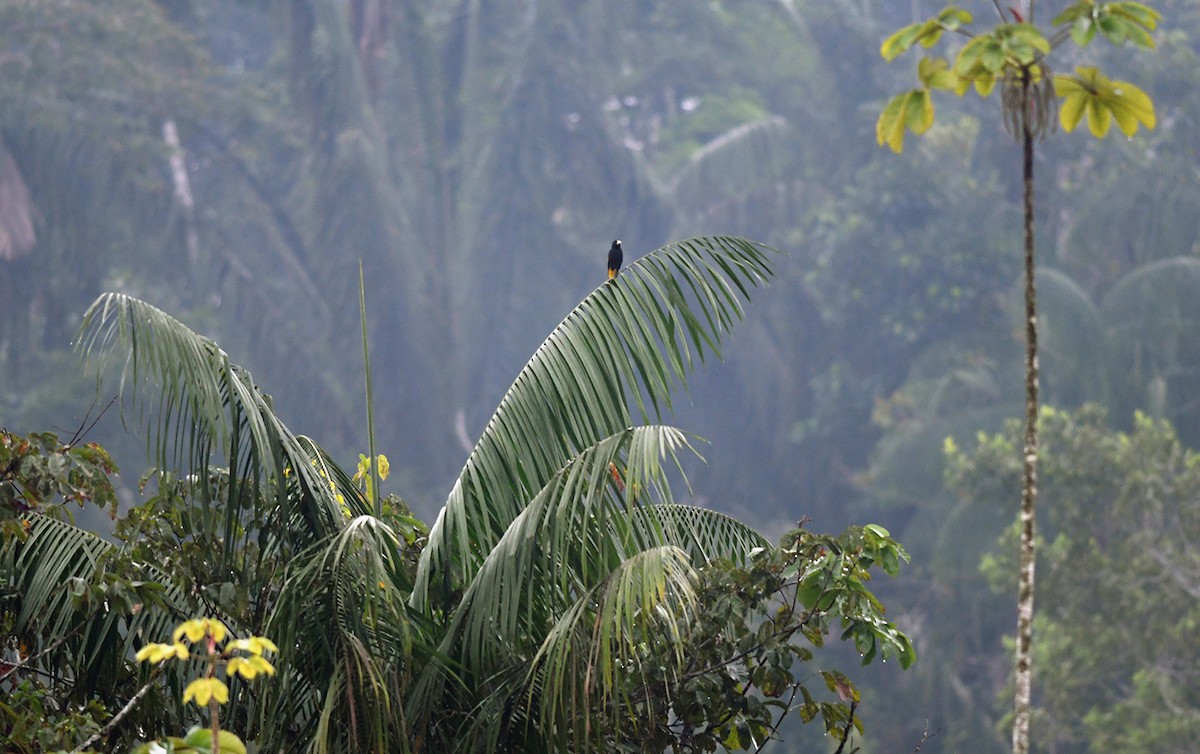 Yellow-rumped Cacique (Amazonian) - ML149961171
