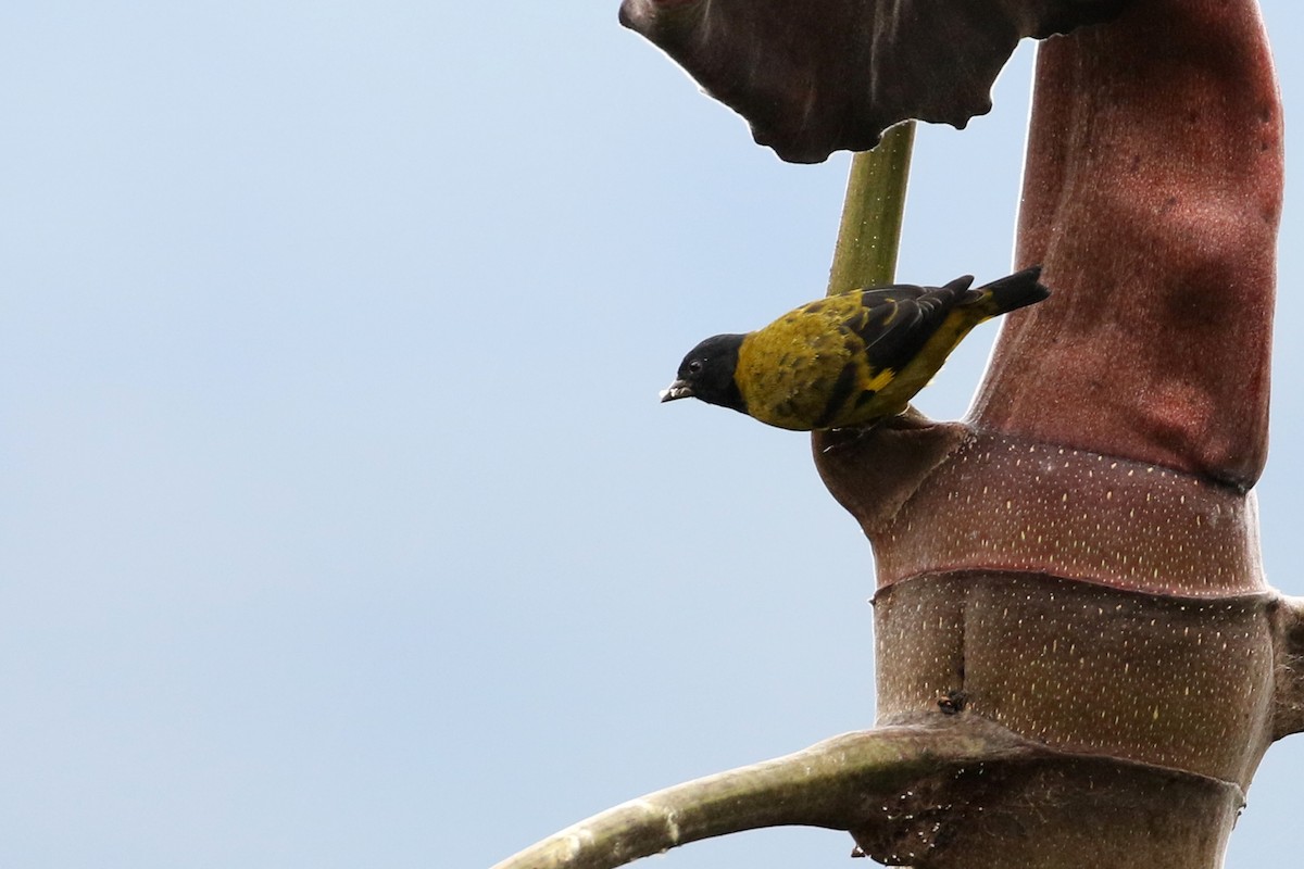 Olivaceous Siskin - ML149962831