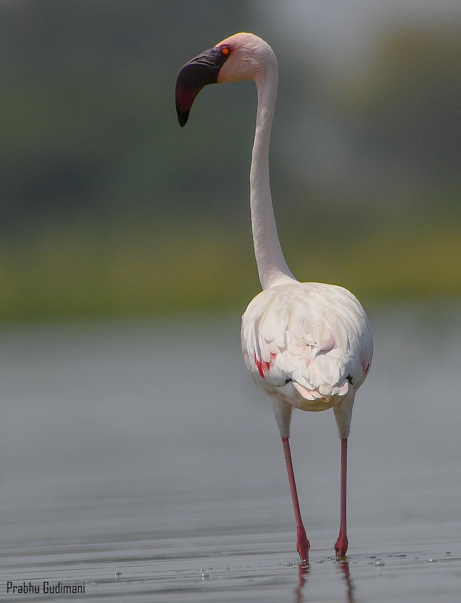 Lesser Flamingo - Prabhu Gudimani