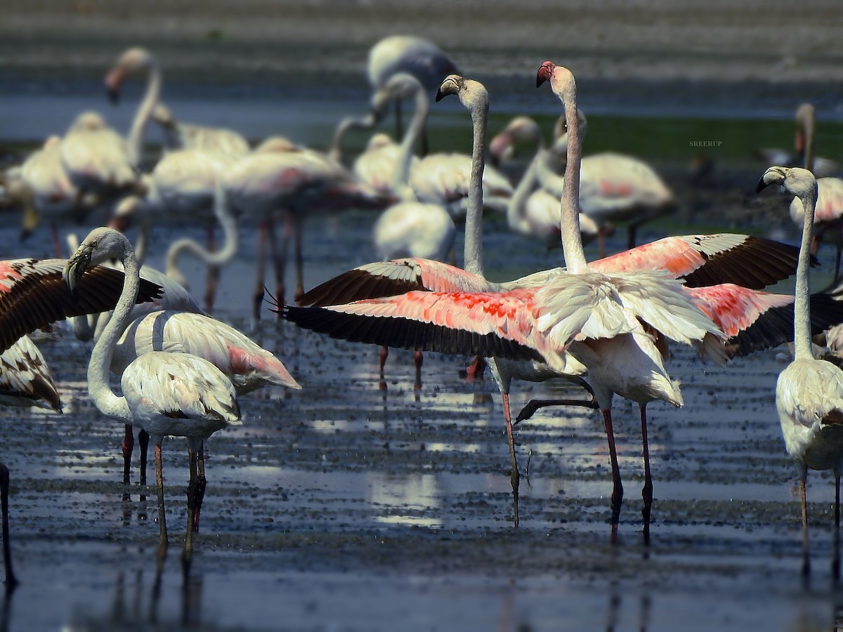 Greater Flamingo - Sreerup Chakroborty