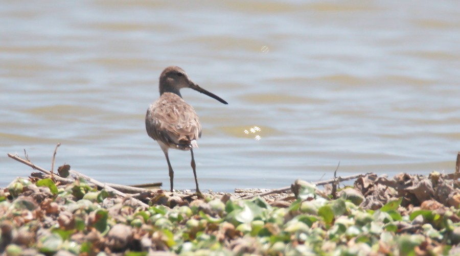 Long-billed Dowitcher - Paul Lewis