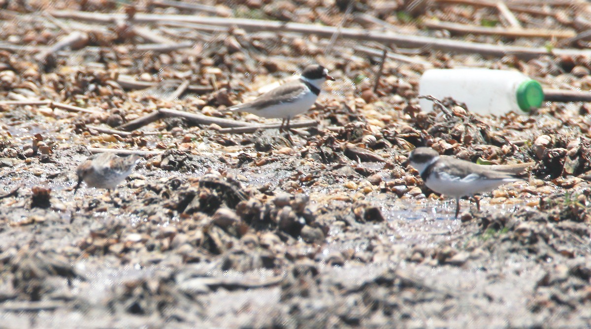 Semipalmated Plover - ML149964851