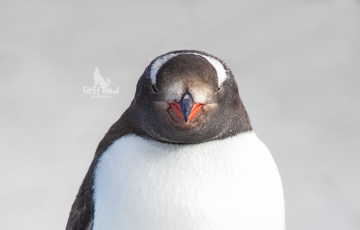 Gentoo Penguin - Michelle Schreder