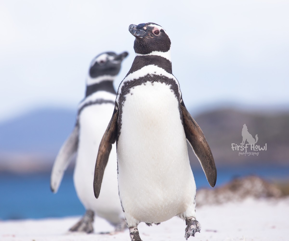 Magellanic Penguin - Michelle Schreder
