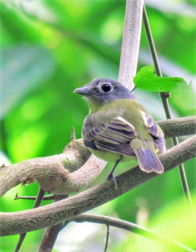 Gray-headed Piprites - Alfonso Auerbach